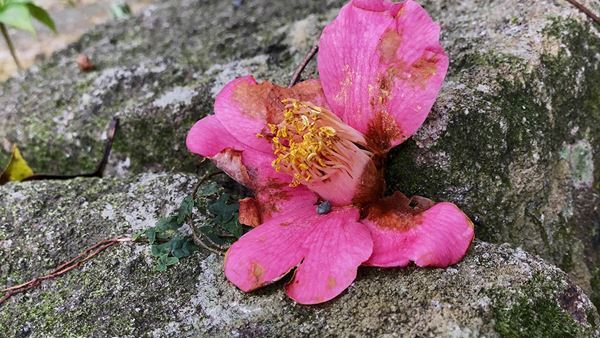 向井山朋子、美術館では初の大規模個展がアーツ前橋で開催　回廊型インスタレーションが誘う、自分と世界を問う思索の旅