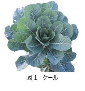 ファンケル、ケール青汁が老化防止につながる影響を発表　