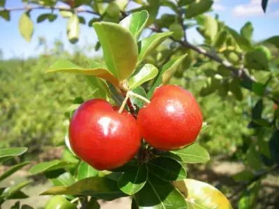 2017年春夏のスーパーフードのトレンド予測を発表！来年は“攻め”のスーパーフード「レッドフルーツ」に注目！