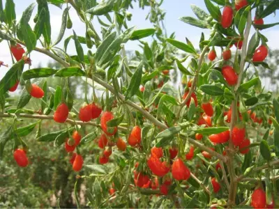 2017年春夏のスーパーフードのトレンド予測を発表！来年は“攻め”のスーパーフード「レッドフルーツ」に注目！