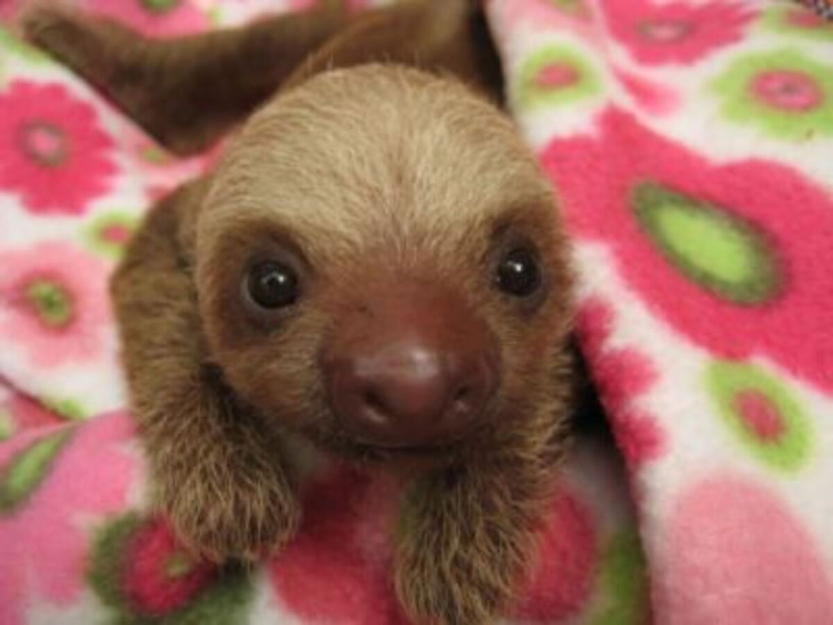 かわいすぎるナマケモノの贅沢エステ ウーマンエキサイト