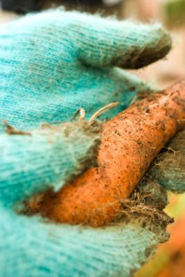 16年間行方不明の結婚指輪を盗んだのは「ニンジン」と「ジャガイモ」？