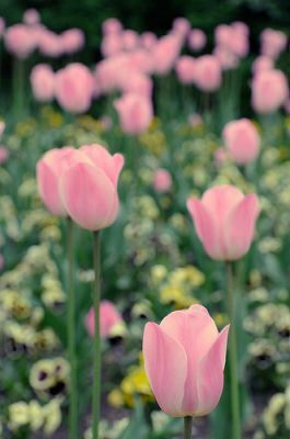 シャネル・ピクシー・ジバンシーで春メイク先取りしちゃおう