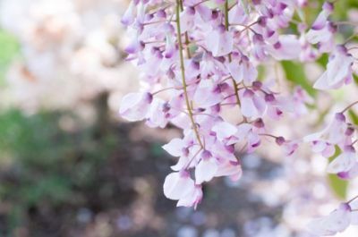 将来美容アイテムにも登場？藤の花の香りの解析と再現に成功