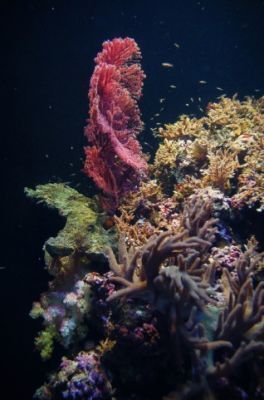 ワカメを使ったアンチエイジング？～カナダ