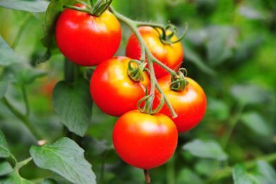 リバウンド無しで夫を15kg減量させた大食いギャル曽根のダイエットレシピとは？