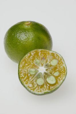 日本が誇る南の楽園で、今、恋が始まる。