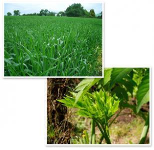 み、緑汁？野菜の栄養だけじゃない！ミドリムシの健康飲料