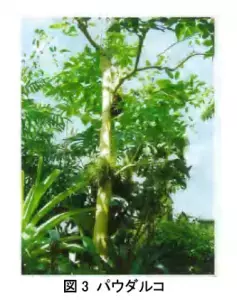 ポーラ、南米樹木成分「パウダルコ」に美髪育毛効果を発見！