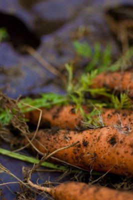 年末年始の食べすぎには根菜デトックス！
