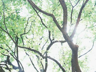 国民の4割がビタミンD不足　原因は日光不足？【インド】