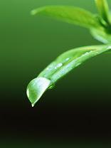 飲むだけで皮膚の光老化を予防？