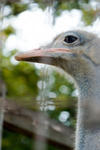 紫外線シャットアウト！ダチョウ卵黄配合「メラソーブUVベースセラム」発売-キリン堂