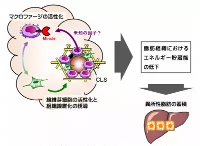 脂肪を蓄積する犯人発見？　隠れ肥満の原因解明に第一歩