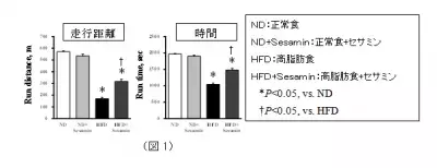 脂肪の取り過ぎによる運動能力の低下をゴマが抑制！