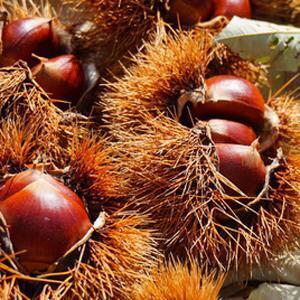 秋の味覚「栗」で健康＆エイジングケア