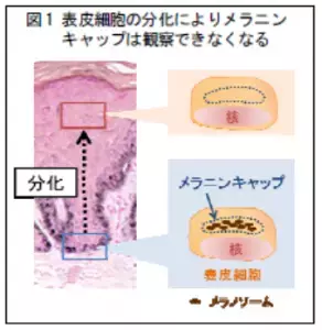 肌にはメラニンを分解する能力を持っていた！？