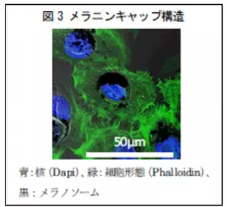 肌にはメラニンを分解する能力を持っていた！？