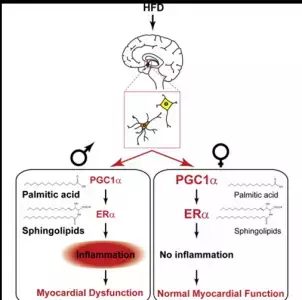 女性は肥満や糖尿病の合併症を男性に比べて起こしにくい？