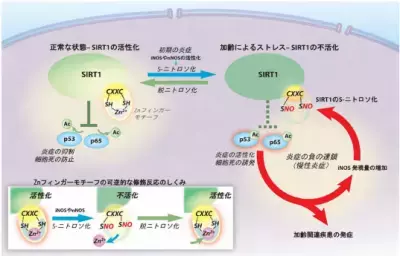 レスベラトロールやカロリー制限では力不足？長寿遺伝子サーチュインと加齢ストレス関係が明らかに