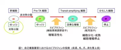 年齢により衰えた肌を復活！？幹細胞から上皮細胞への分化因子発見