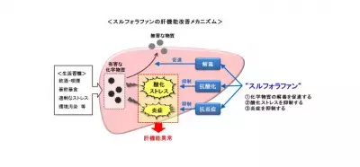 ブロッコリーの機能性成分ヒトで肝機能改善効果を示す！