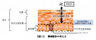 「浸透して留まる」新しい製剤技術をポーラが開発！来春にも実用化