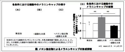 ポーラ化成、新美白成分を発見！メロン抽出物にシミの抑制効果