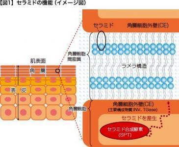 ヒト型セラミドが角質細胞タンパク産生促進　ナノ化で効果倍増
