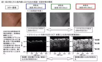 肌を美しく見せるには赤色光