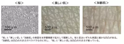 サクラのような透明感　「サクラオーラパウダー」