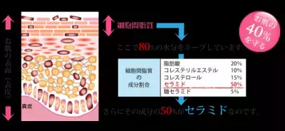 天然ヒト型セラミド配合の基礎化粧品が新発売！