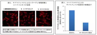 朗報　ストレスによる皮膚の衰えを抑えることが可能に