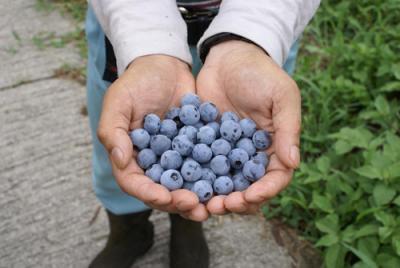 ブルーベリー＆梅の「美容梅酒」が限定発売！