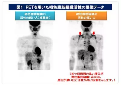 首や肩甲骨周りが脂肪燃焼のカギ　