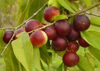 知らなきゃ損！スーパーフルーツ「カムカム」で美白Come！