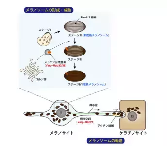 新しい美白剤のターゲット：メラニン合成酵素の分解を促す