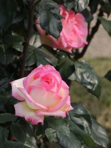 ディズニー映画「塔の上のラプンツェル」限定コスメアイテムが発売！