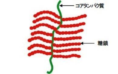 食べて日焼け止め効果のある物質発見