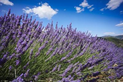 意外なラベンダーの効果！リラックスも紫外線もお任せ！