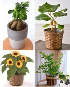 父の日に、気持ちを伝える電報を！鉢植え付き特別ギフト