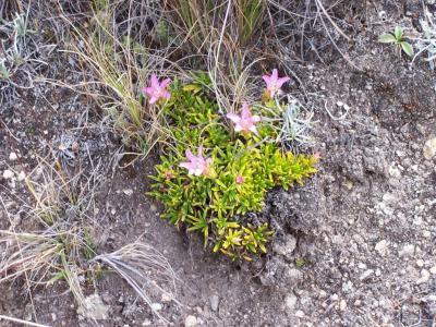 最近後ろ姿、気にならない？燃えるハーブのサプリで体の中からスッキリ！