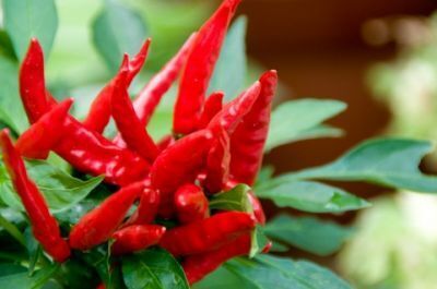 辛くなくてレモン風味、でも燃焼系！「唐辛子の力」発売へ