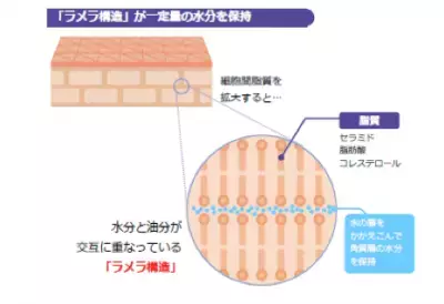 ボディ洗浄料も乾燥の原因に！？肌の「うるおい力」を守るケアに注目