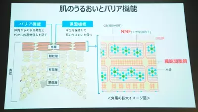【2017年最新トレンド】赤ちゃんの肌のような“うるおい貯蓄肌”の鍵となる、「ベビーアミノ酸」に大注目！