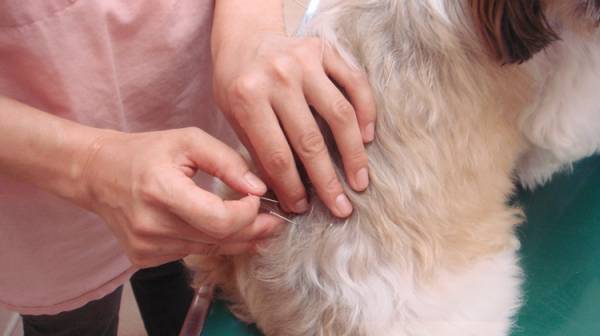 ペットも飼い主も一緒にキレイになって！トリミング中に鍼灸＆エステ