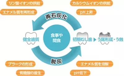 まだ間に合う!?初期むし歯を再石灰化できる特定保健用食品のガム「ポスカ」とは