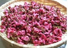 春を感じよう！高級日帰り温泉「綱島源泉湯けむりの庄」にて「桜づくし」イベント！