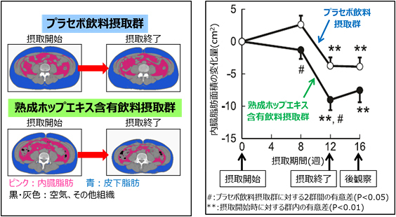 キリン、熟成ホップエキスの体脂肪低減効果を確認