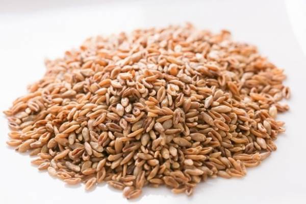 【限定】食物繊維たっぷり！スーパー大麦inの秋メニュー「チャヤマクロビ」に登場